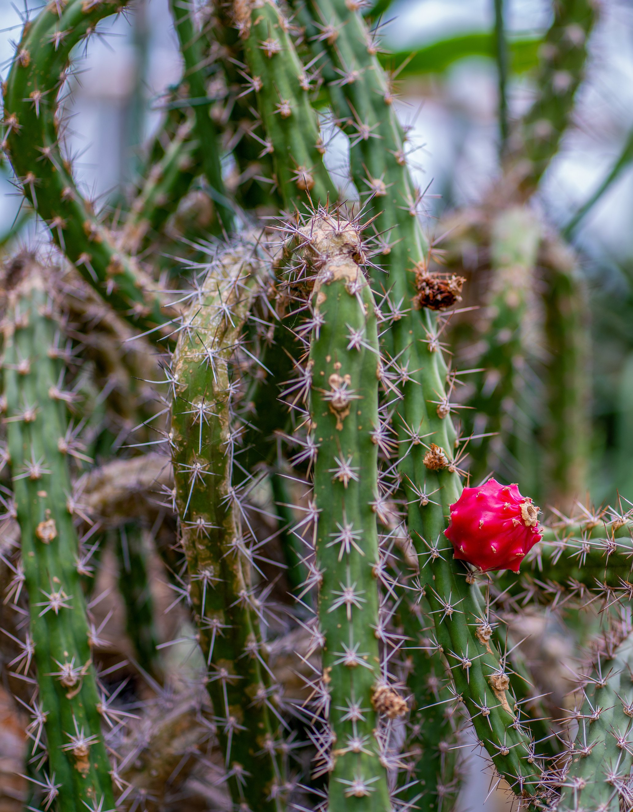 Close up of a harrisia tortuosa cactus