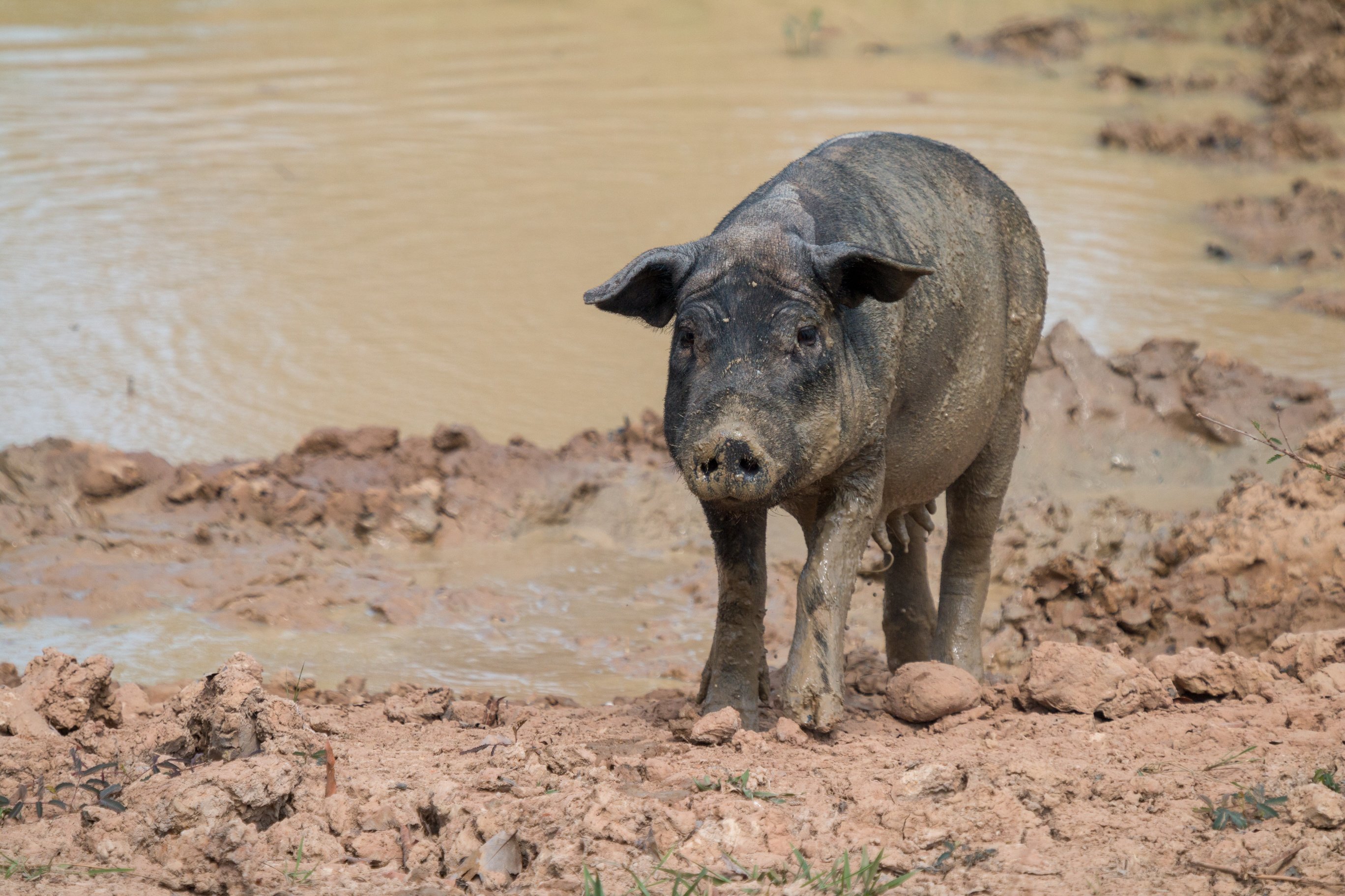 Feral Pig in The Pantanal, Brazil